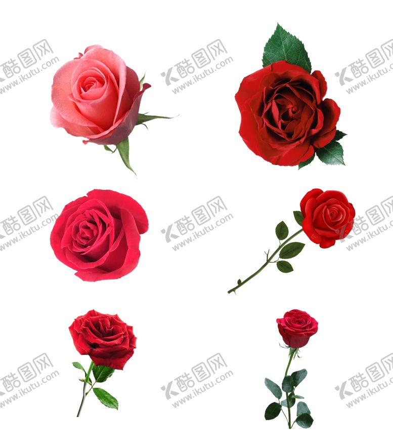 编号：77876210301052516325【酷图网】源文件下载-玫瑰花