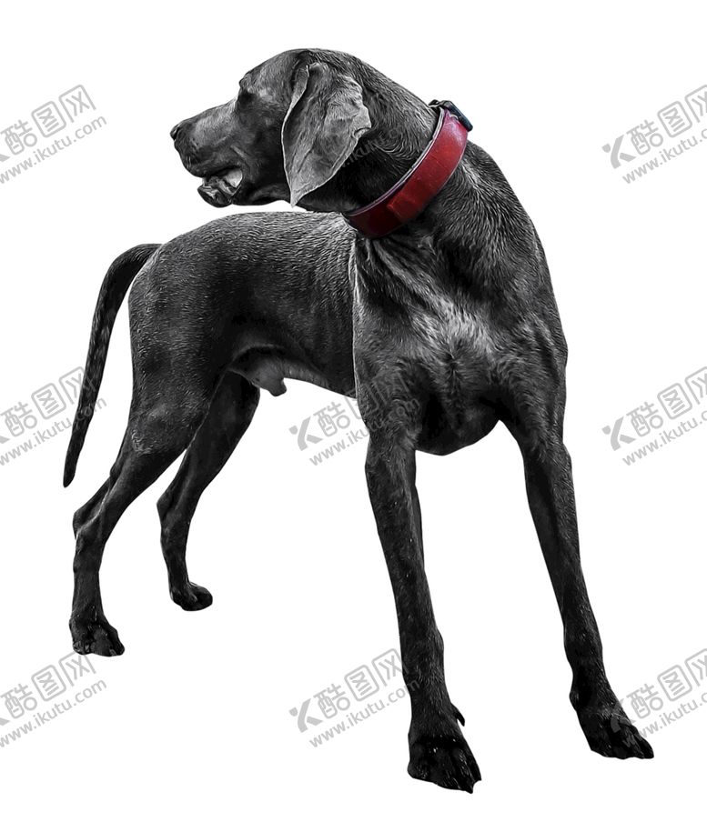 编号：78142009142349475901【酷图网】源文件下载-黑狗免抠鸟类猫科动物