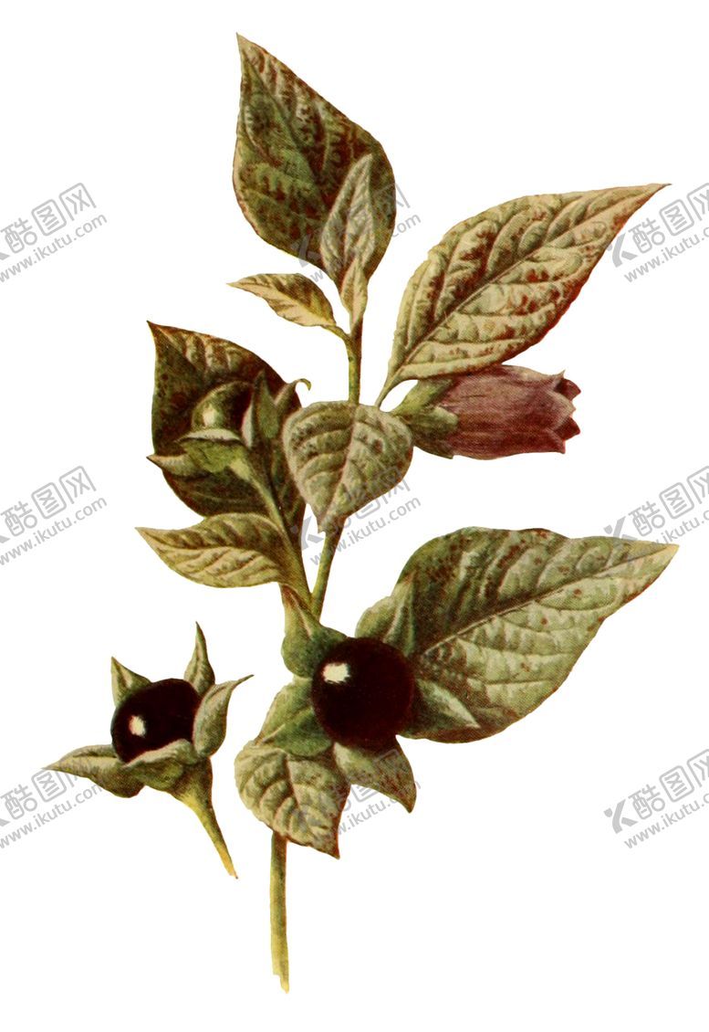 编号：21530110262337465100【酷图网】源文件下载-复古花朵植物图案