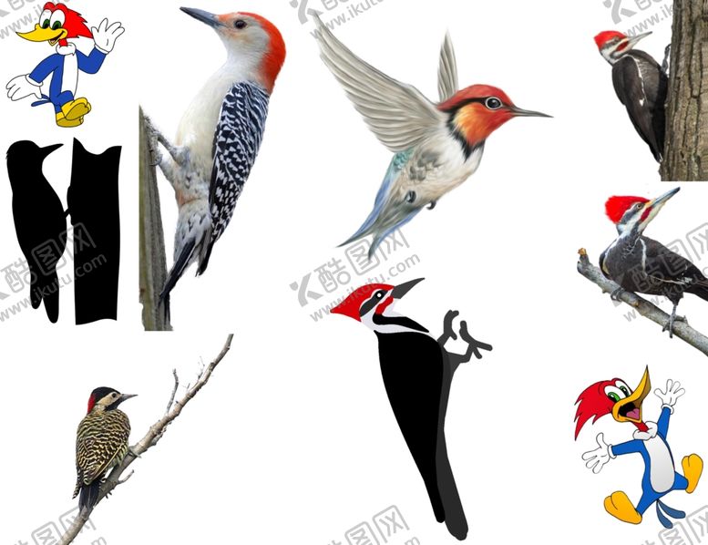编号：37660409190717506575【酷图网】源文件下载-啄木鸟png免扣高清素材