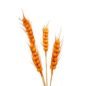 免抠背景干花枯花