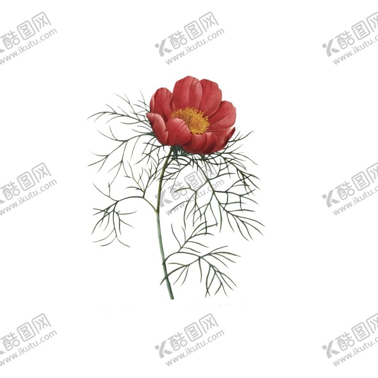 编号：58006105020203114262【酷图网】源文件下载-鲜花