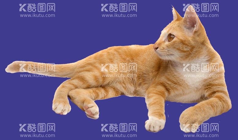 编号：10139612220914468178【酷图网】源文件下载-猫