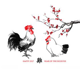 公鸡