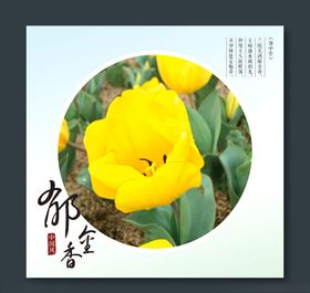 郁金香