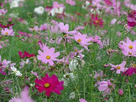 格桑花
