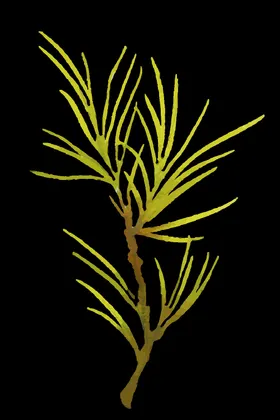 小清新水彩植物树枝