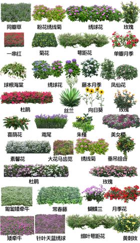 草  蕨类 地被开花植物图片