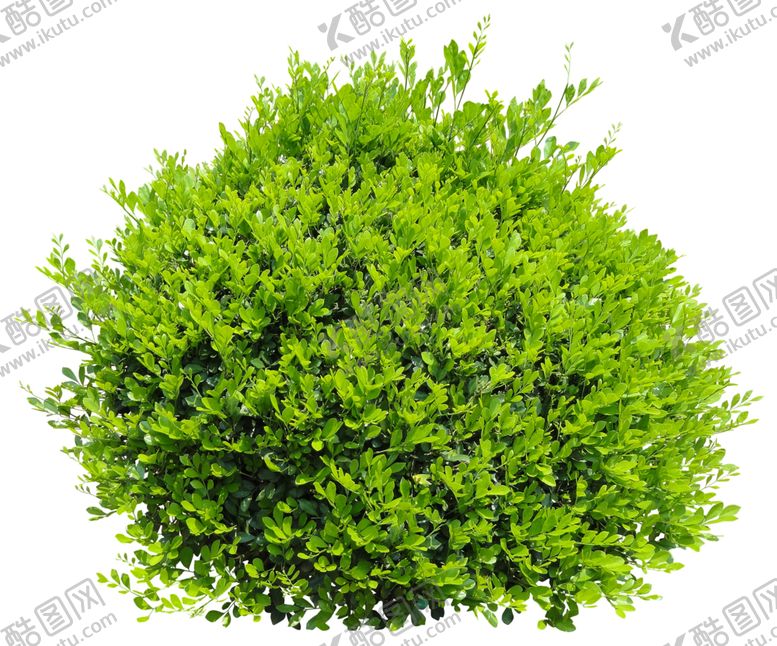 编号：84877910030601179838【酷图网】源文件下载-免扣树从素材