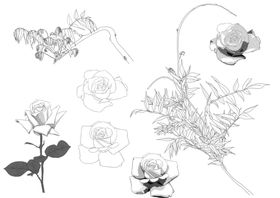 花卉素描