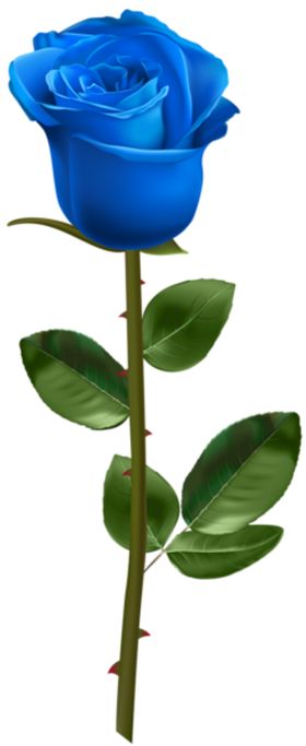 玫瑰