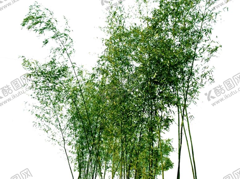 编号：94432510070104479555【酷图网】源文件下载-竹林