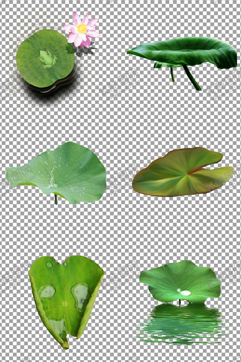 编号：83387109171246357528【酷图网】源文件下载-夏天小清新荷叶