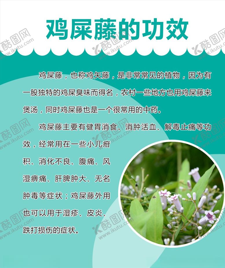 编号：49096709252231056440【酷图网】源文件下载-鸡屎藤的功效