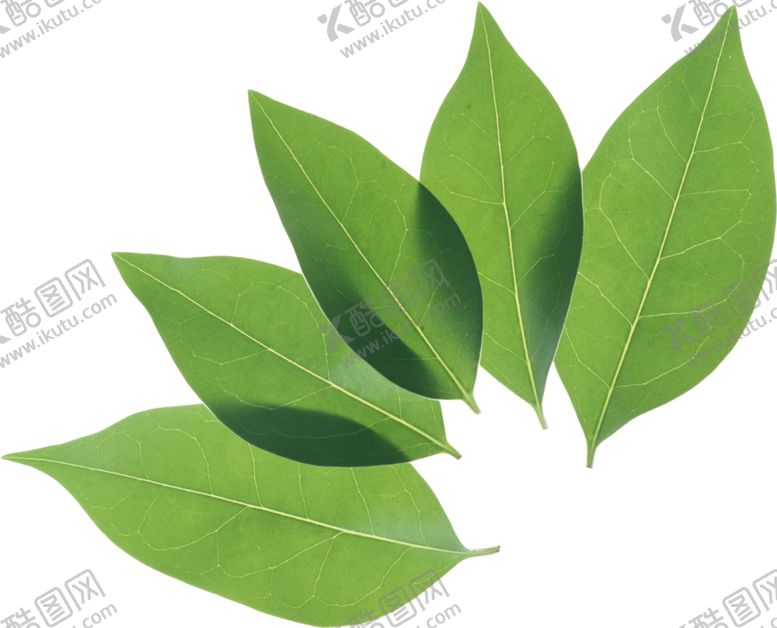 编号：45324709150422419994【酷图网】源文件下载-树叶