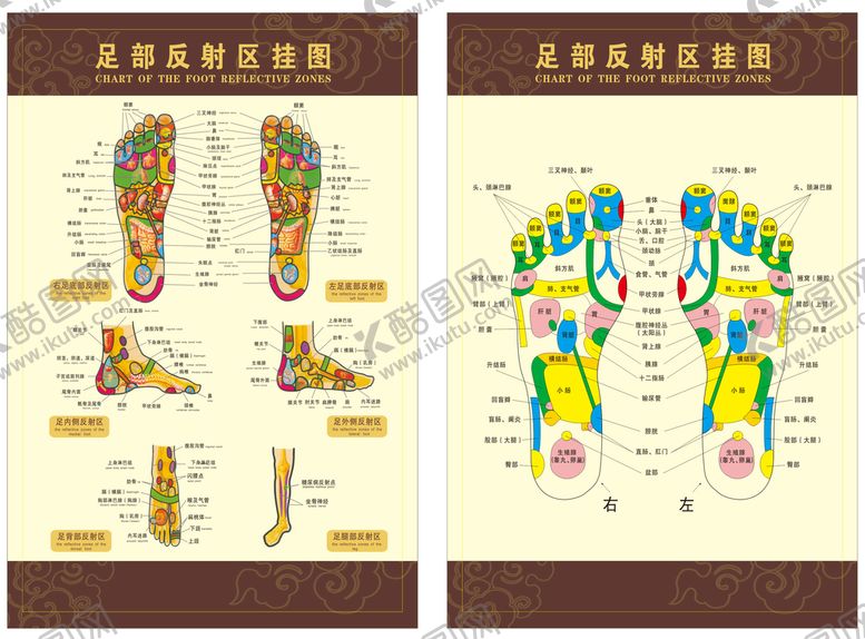 编号：85421009211339167142【酷图网】源文件下载-足部反射区挂图