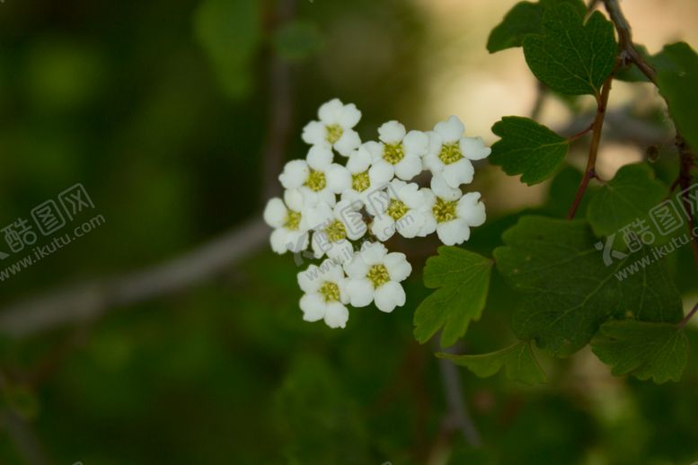 编号：26564309162349281837【酷图网】源文件下载-三裂绣线菊