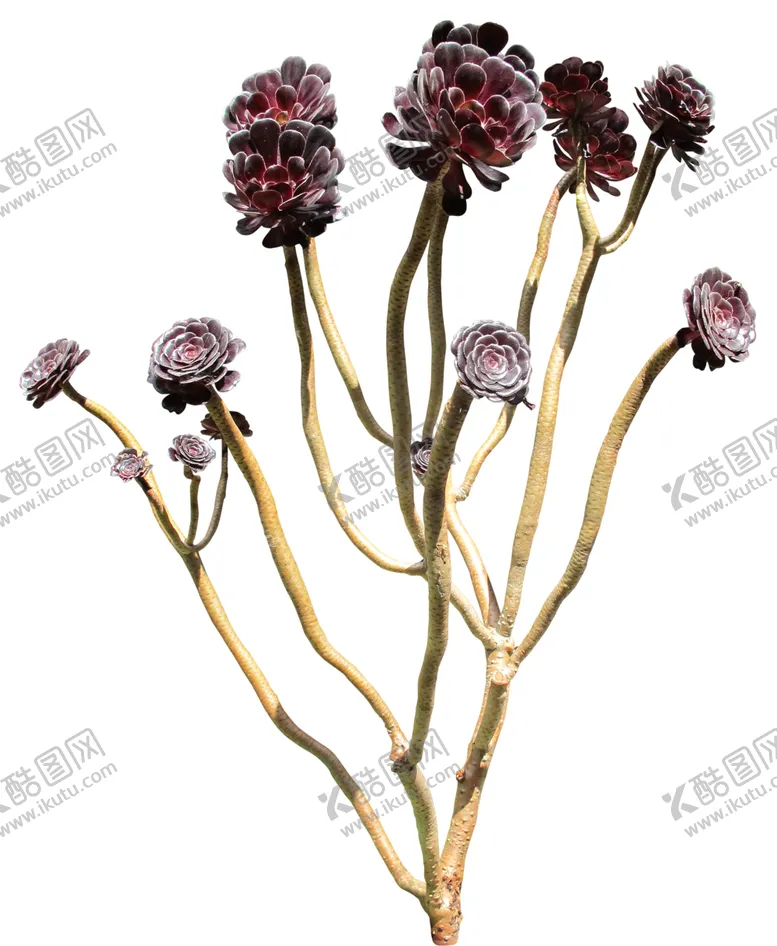 编号：83908306291037025691【酷图网】源文件下载-免扣花卉树木素材