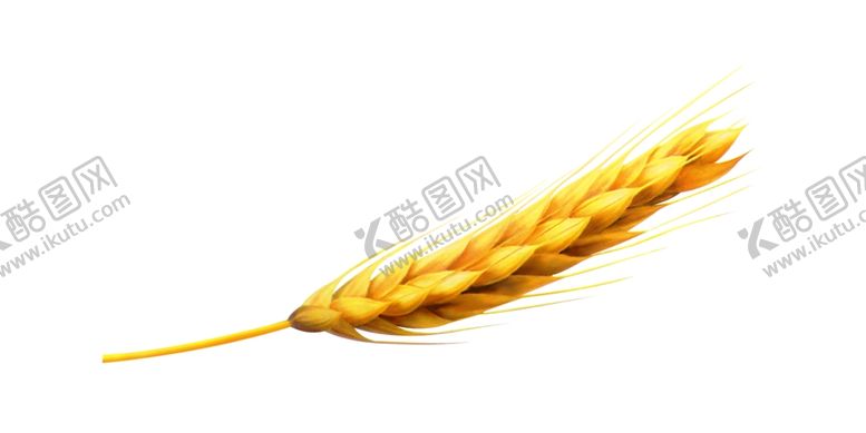 编号：76075306302118517442【酷图网】源文件下载-麦穗