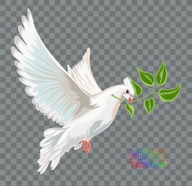 鸽子