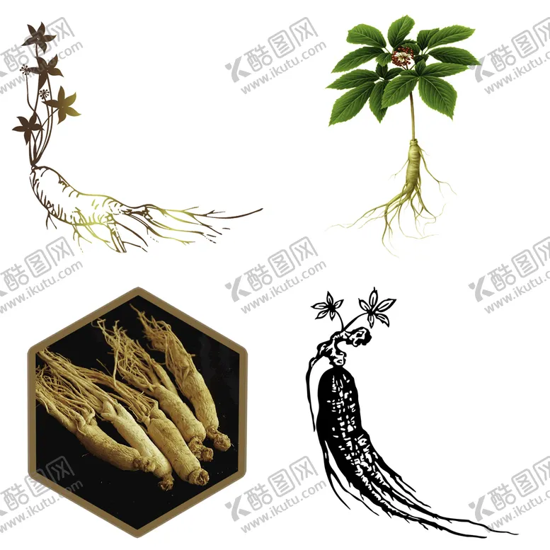 编号：16248909281908375867【酷图网】源文件下载-中药药材草药人参西洋参