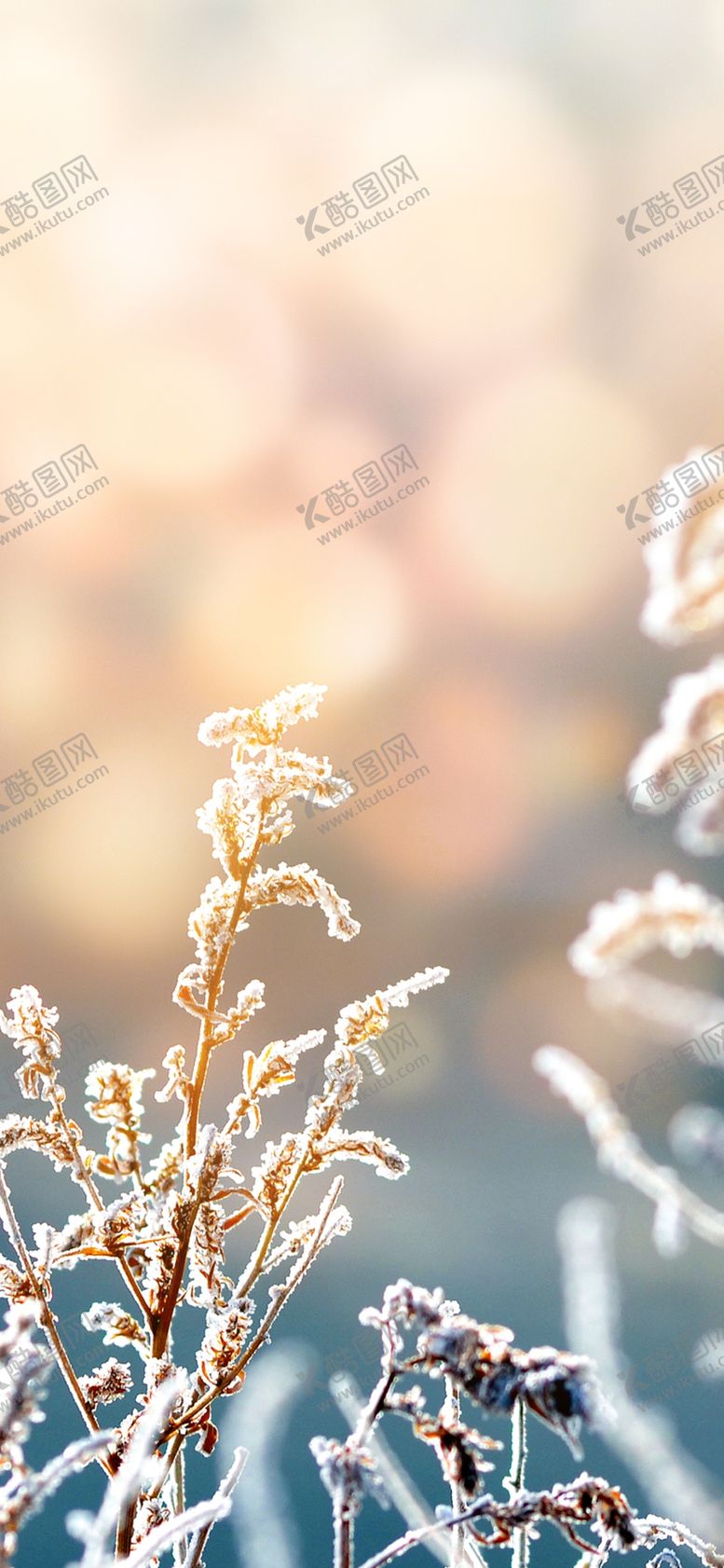 编号：25362705160517412927【酷图网】源文件下载-手机壁纸