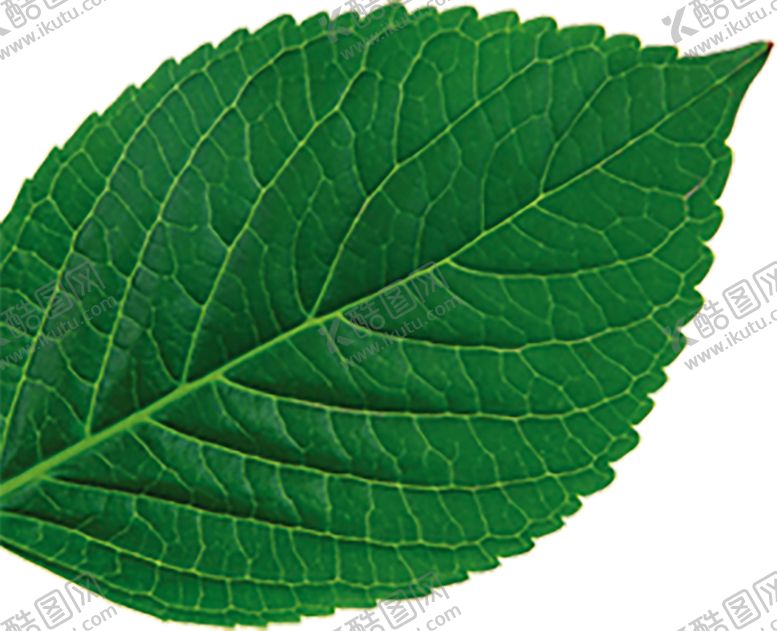 编号：85743209110416196956【酷图网】源文件下载-绿色植物