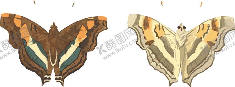 编号：48187006270945376079【酷图网】源文件下载-蝴蝶昆虫插画