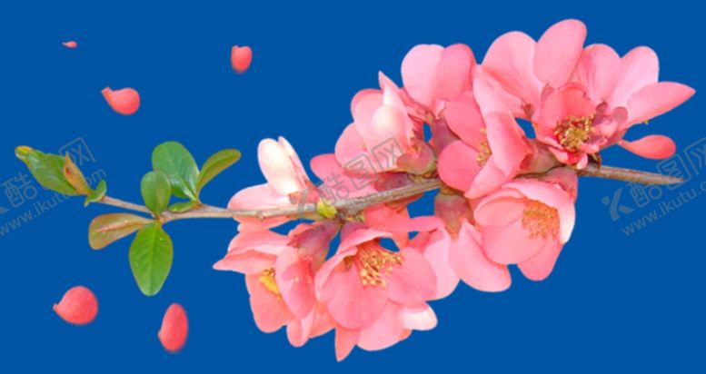 编号：38010510100225568275【酷图网】源文件下载-桃花