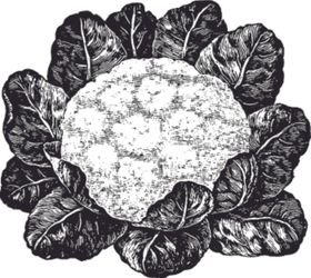 素描手绘蔬菜
