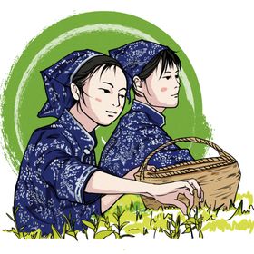 采茶叶人物插画