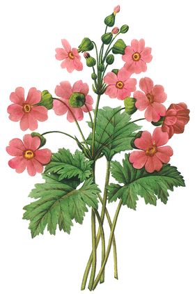 植物花卉油画装饰画