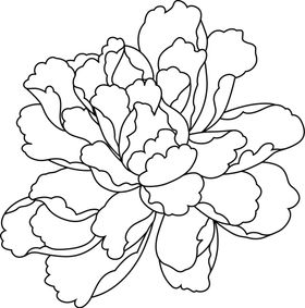 牡丹花