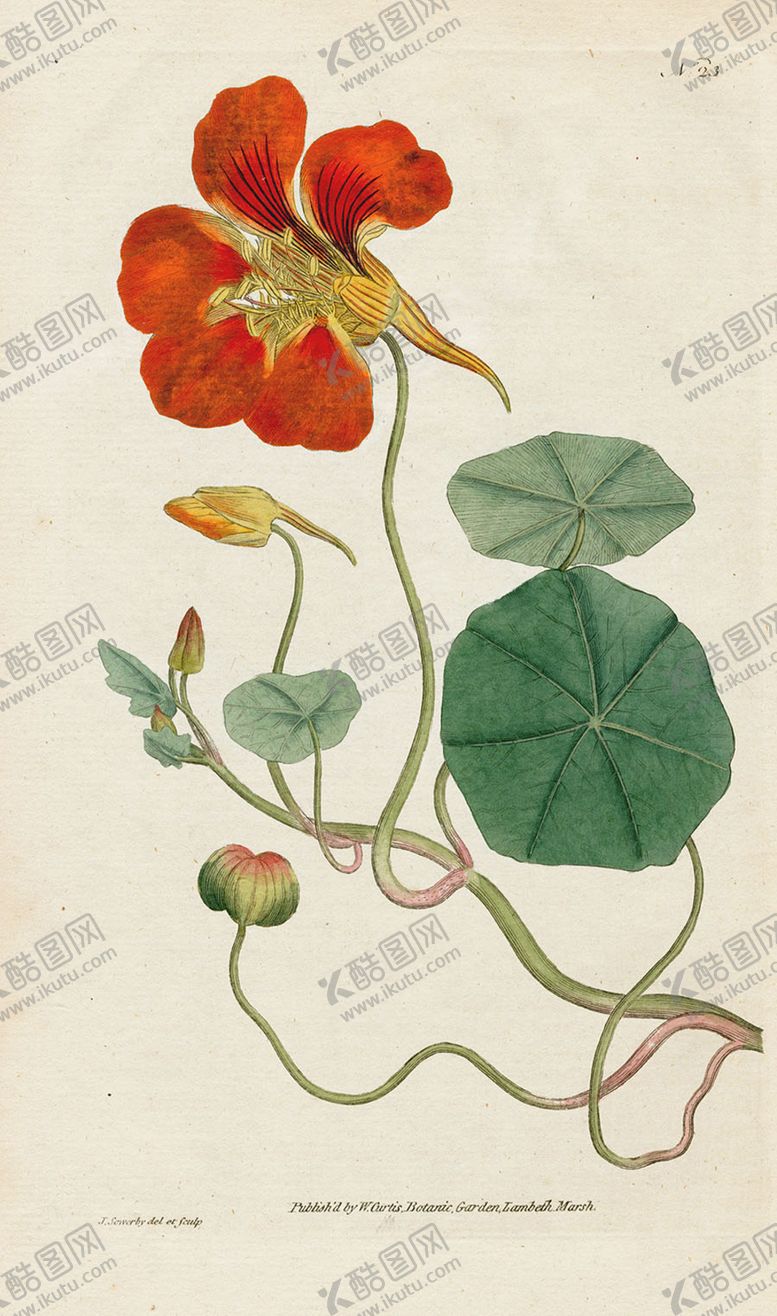 编号：77380109261508503146【酷图网】源文件下载-欧式复古色调花朵植物