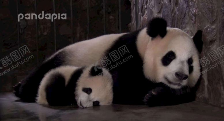 编号：74189610101803209678【酷图网】源文件下载-大熊猫