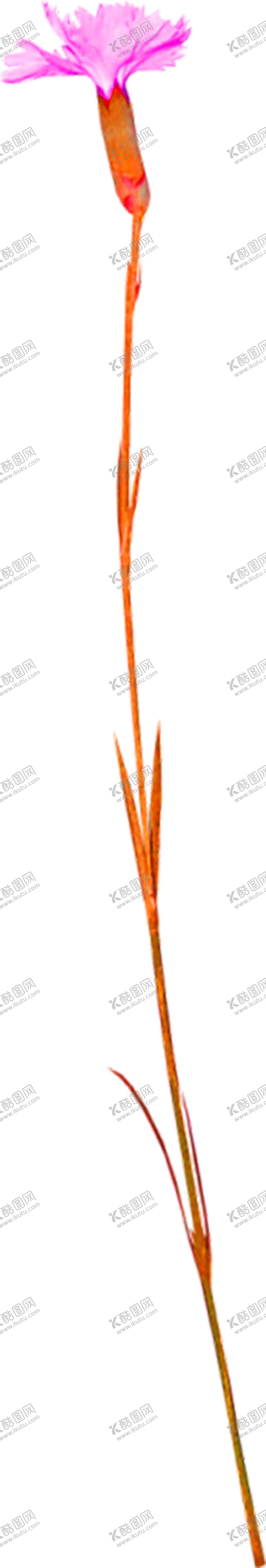 编号：31375706271612106614【酷图网】源文件下载-鲜花素材