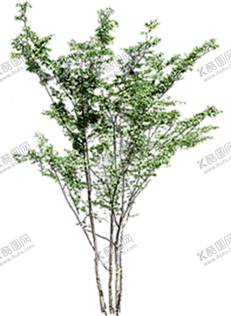 编号：90154810161953388676【酷图网】源文件下载-绿色装饰