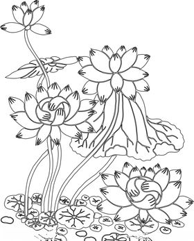 水中莲花