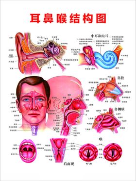 耳鼻喉结构图