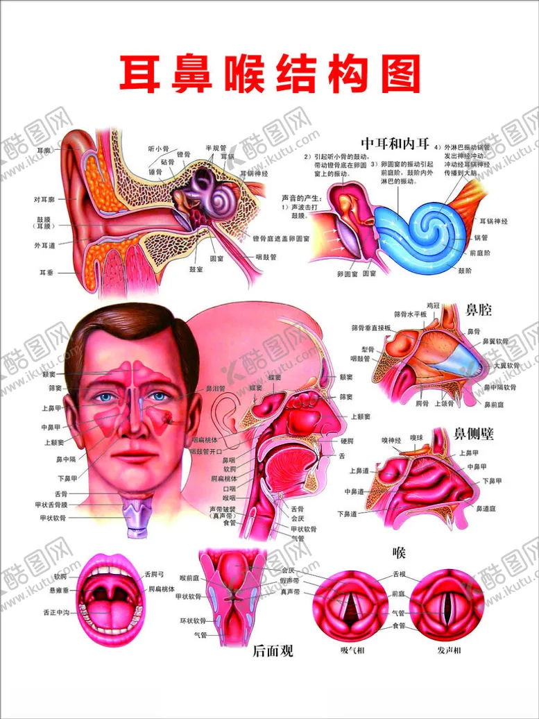 编号：32674903082148124529【酷图网】源文件下载-耳鼻喉结构图