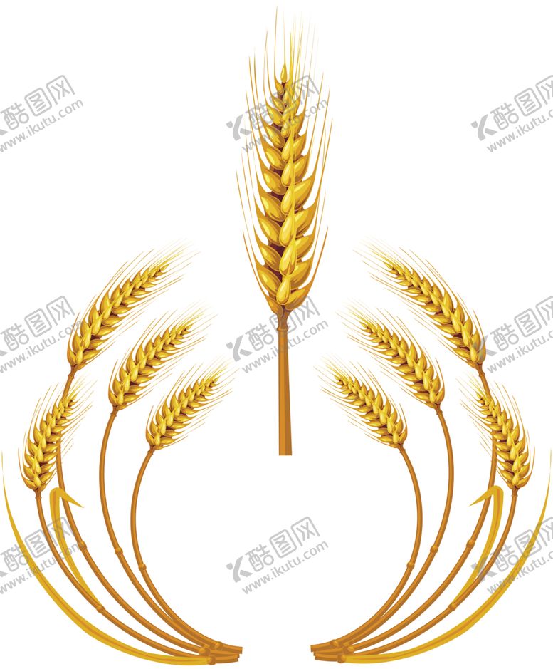 编号：76497210230446583998【酷图网】源文件下载-透明小麦png素材