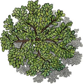 手绘植物