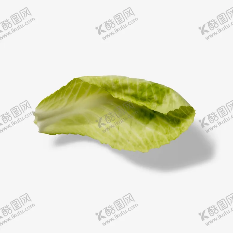 编号：10390802201555447694【酷图网】源文件下载-包菜叶