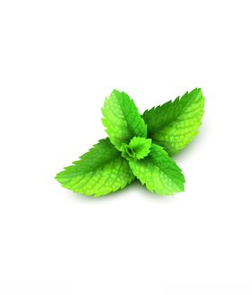 矢量薄荷叶