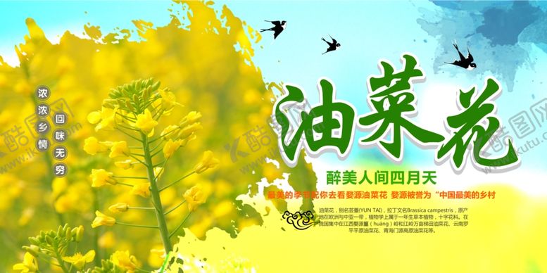 编号：82502410301409032711【酷图网】源文件下载-油菜花