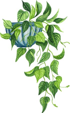 绿萝插画
