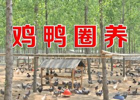 鸡鸭圈养