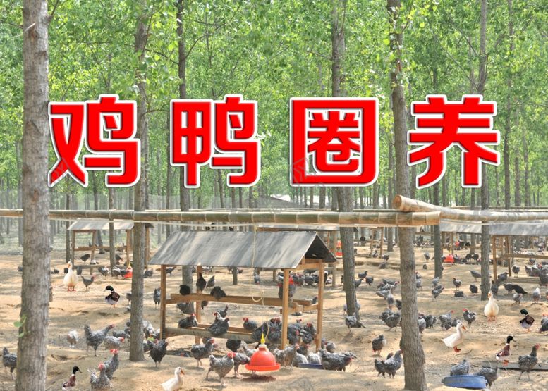 编号：88212609182331098164【酷图网】源文件下载-鸡鸭圈养