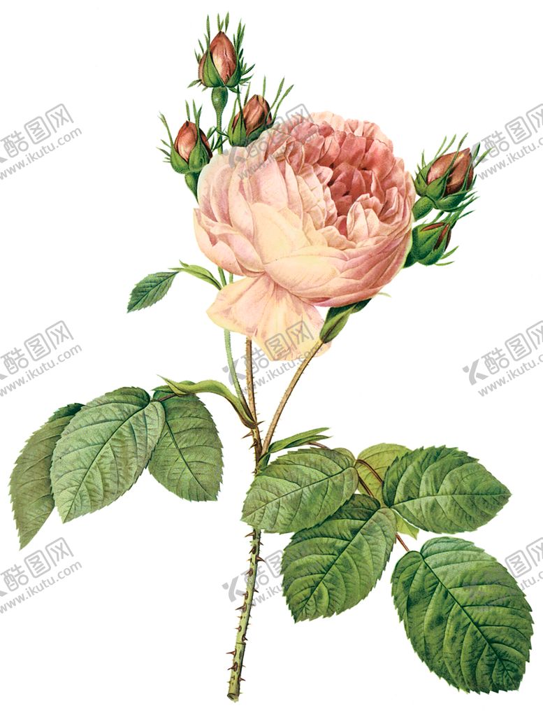 编号：35782107141042486742【酷图网】源文件下载-植物花卉油画装饰画