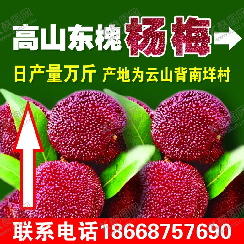编号：12160202130542479816【酷图网】源文件下载-杨梅